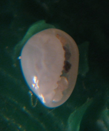 Granulina boucheti